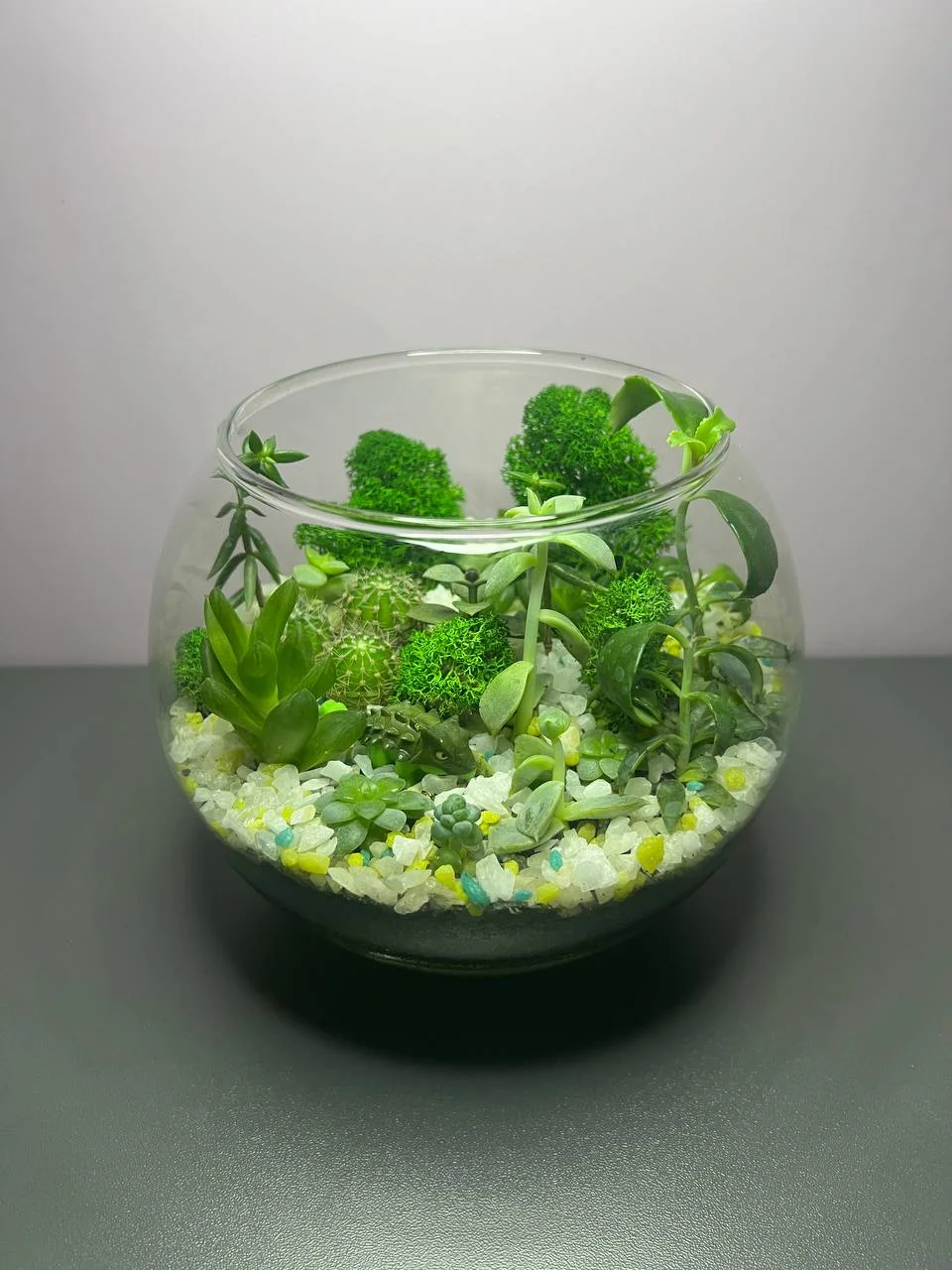 Круглый флорариум с суккулентами и кактусами